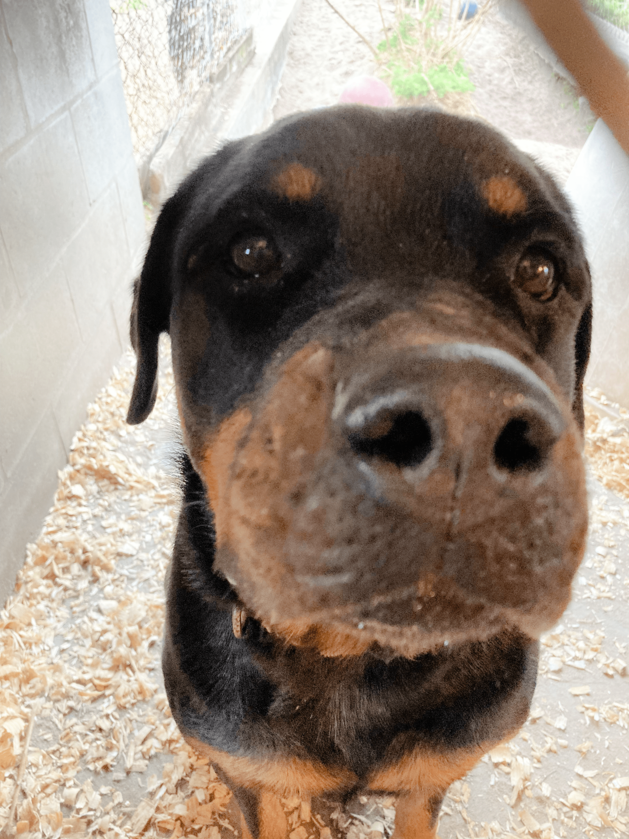 Luna - Florida Rottweiler Rescue Ranch