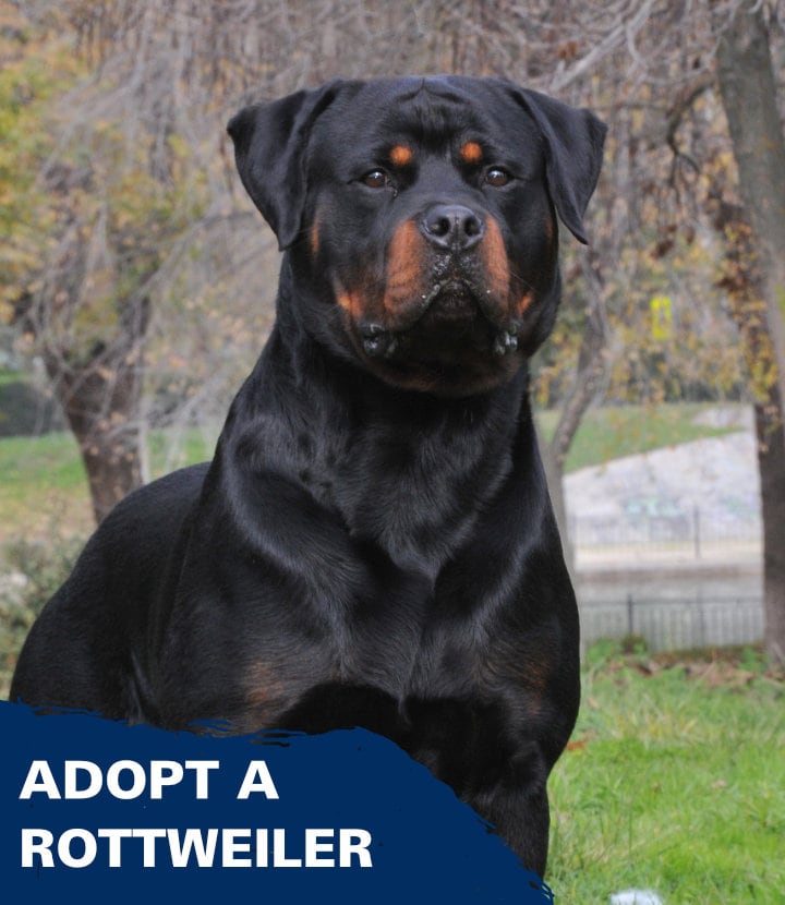 Adopt A Rottie Today