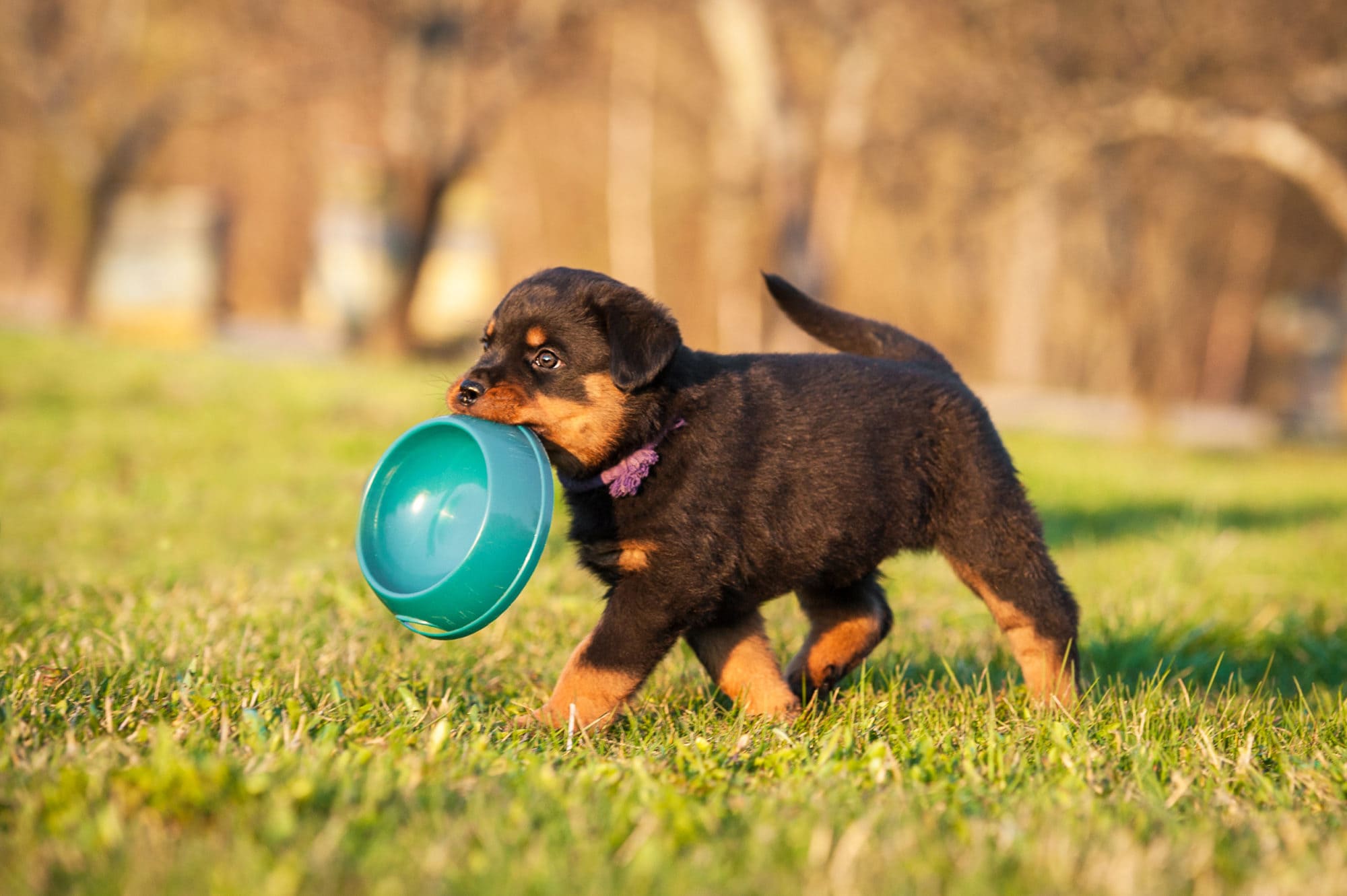 Rottweiler,puppy,holding,a,bowl,in,his,mouth