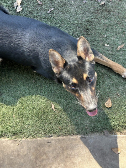 Bronco Img 20251114 112929